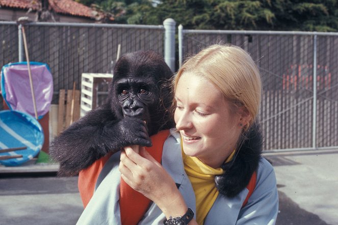 Koko, le gorille qui parle - De la película - Penny Patterson
