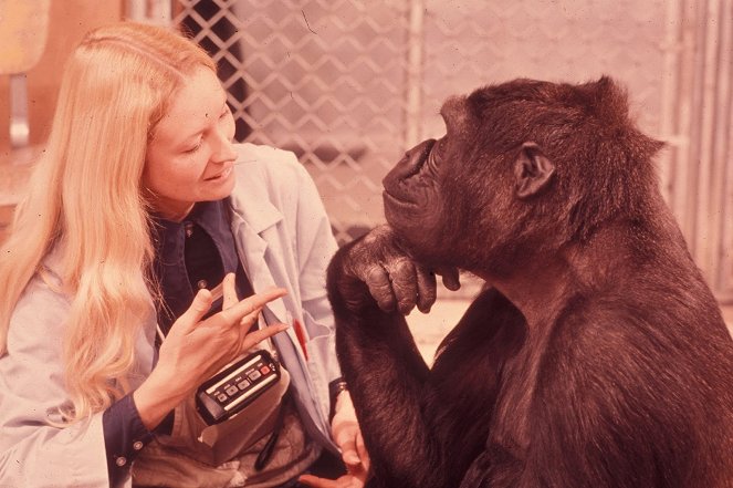 Koko, le gorille qui parle - Filmfotók - Penny Patterson