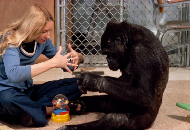 Koko, le gorille qui parle - Van film - Penny Patterson
