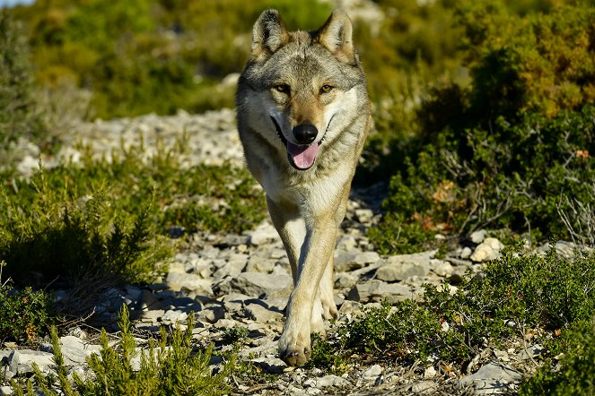 Mit den Augen des Wolfes - Auf Streifzug durch Europa - Filmfotos