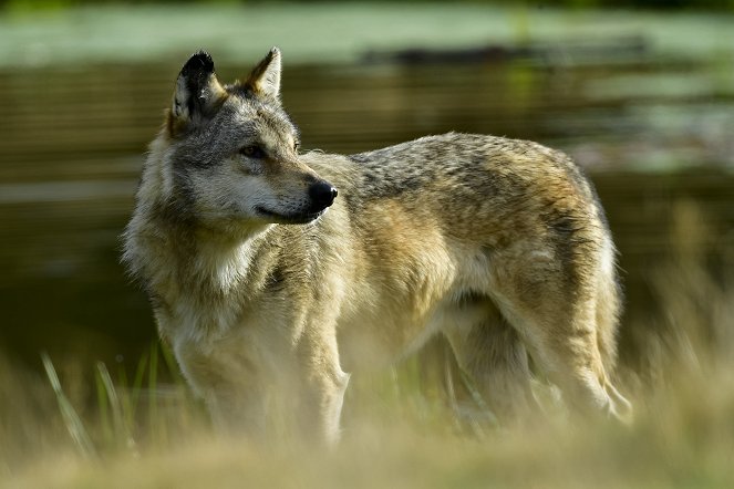 A Wolf's Journey - Photos