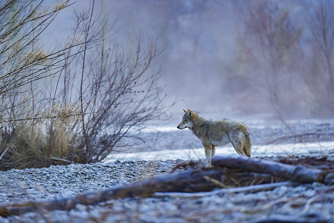 A Wolf's Journey - Photos