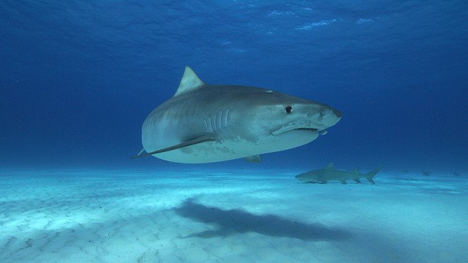 Die Hai-Prognose - Filmfotos