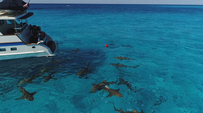 Megjósolni egy cápatámadást - Filmfotók