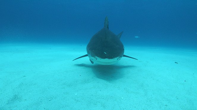 Megjósolni egy cápatámadást - Filmfotók