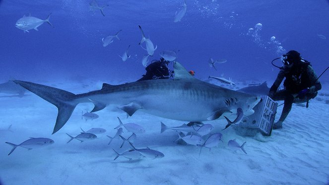 Die Hai-Prognose - Filmfotos