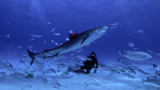 Jak předpovědět útok žraloka - Z filmu