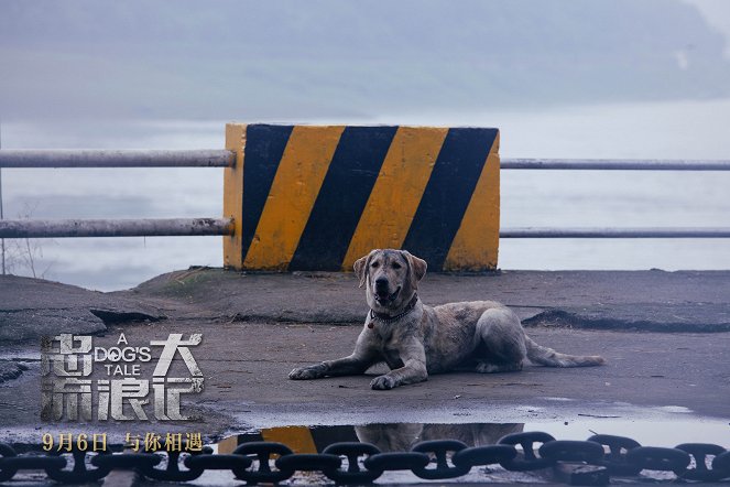 A Dog's Tale - Fotocromos