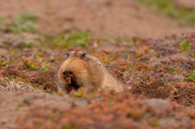 Příběhy zvědavých přírodovědců - Africká expedice aneb O drobných savcích a virech - Photos