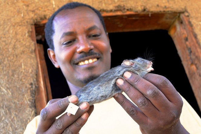 Příběhy zvědavých přírodovědců - Africká expedice aneb O drobných savcích a virech - Filmfotos