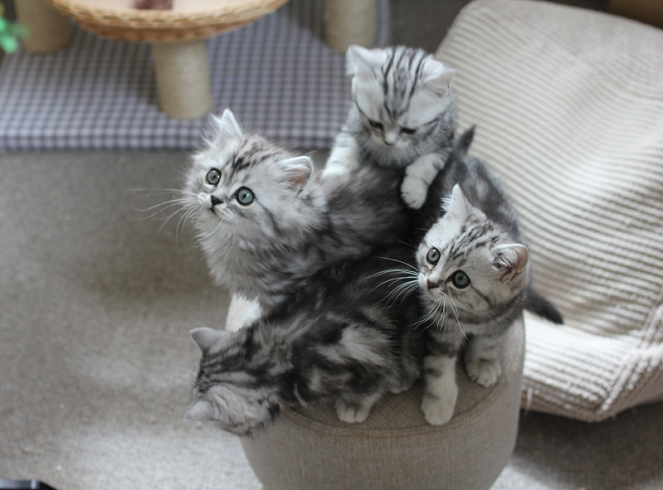 The Secret Life of Kittens - Photos