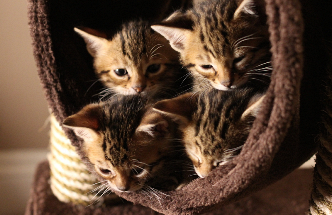 The Secret Life of Kittens - Van film