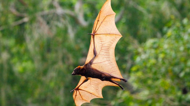 Incredible Bats - De la película