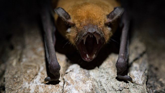 Incredible Bats - Do filme