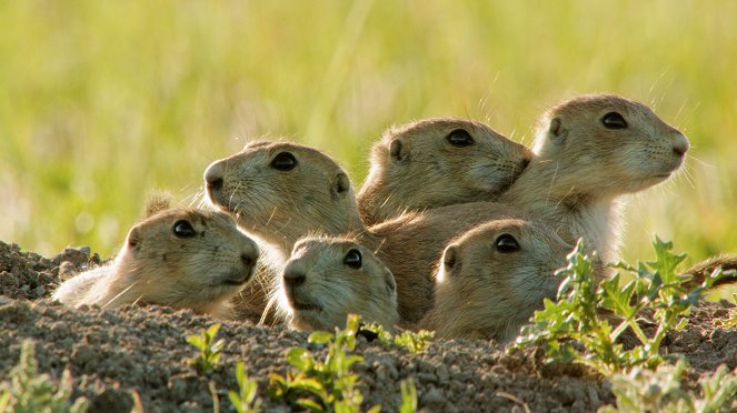 La Folle Famille des écureuils - Film