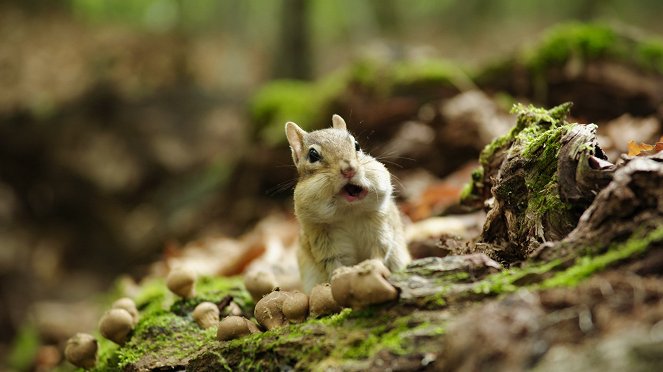 Going Nuts - Tales from the Squirrel World - Photos