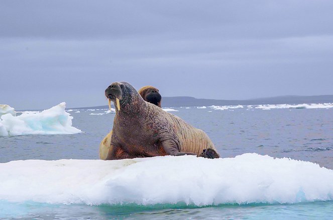 Faszination Arktis - Tauchgang unter dünnem Eis - Filmfotos