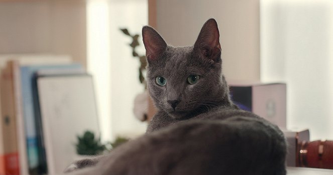 Hello, My Cat - Photos