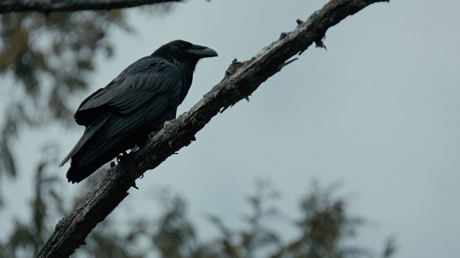 The Whale and the Raven - Photos