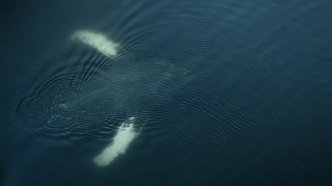 The Whale and the Raven - De la película