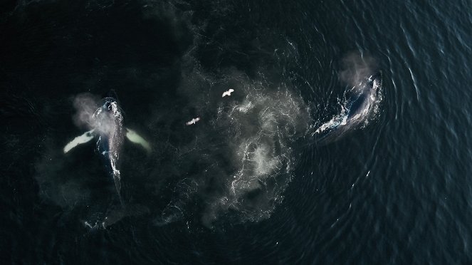 The Whale and the Raven - De la película