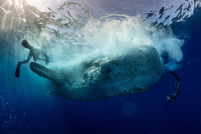 Deep Blue - Der größte Weiße Hai? - Filmfotos