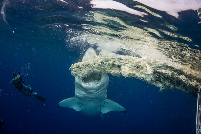 Největší žralok bílý na světě? - Z filmu
