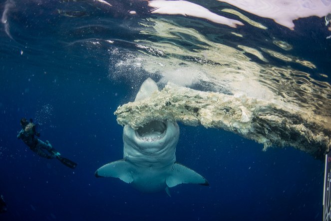 World's Biggest Great White? - Z filmu