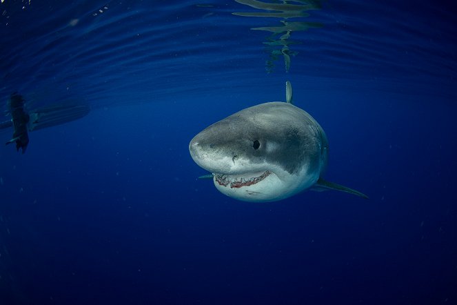 World's Biggest Great White? - Z filmu