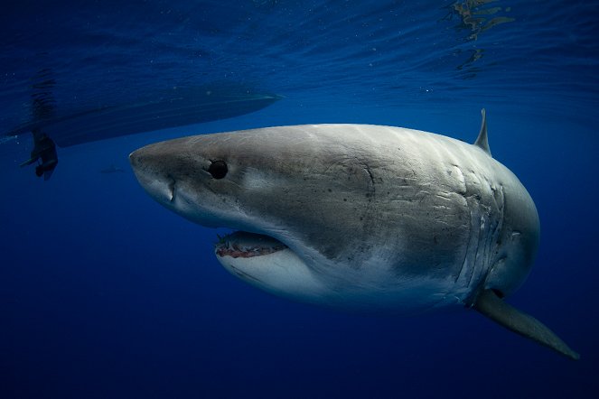 World's Biggest Great White? - Z filmu