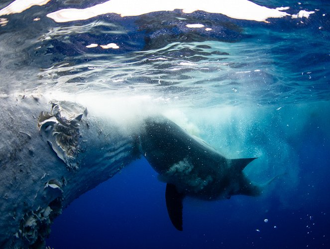 World's Biggest Great White? - Photos