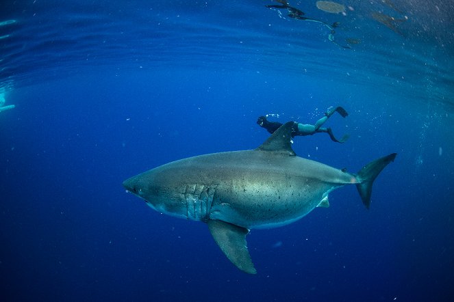 World's Biggest Great White? - Z filmu