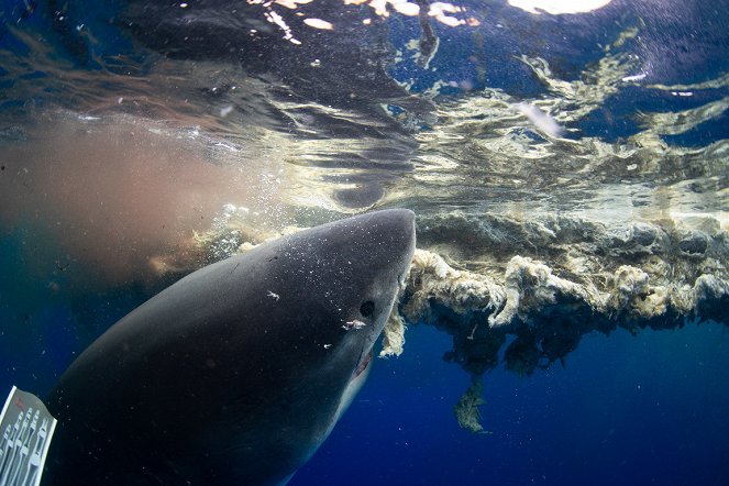 Deep Blue - Der größte Weiße Hai? - Filmfotos