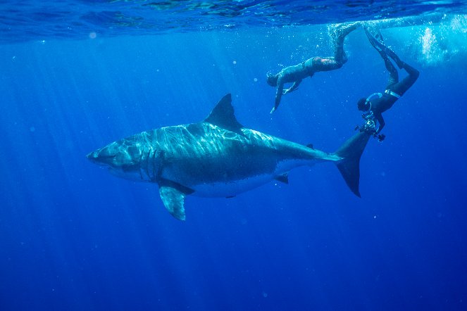 Největší žralok bílý na světě? - Z filmu