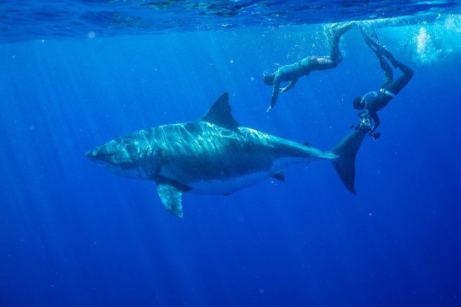 World's Biggest Great White? - Z filmu