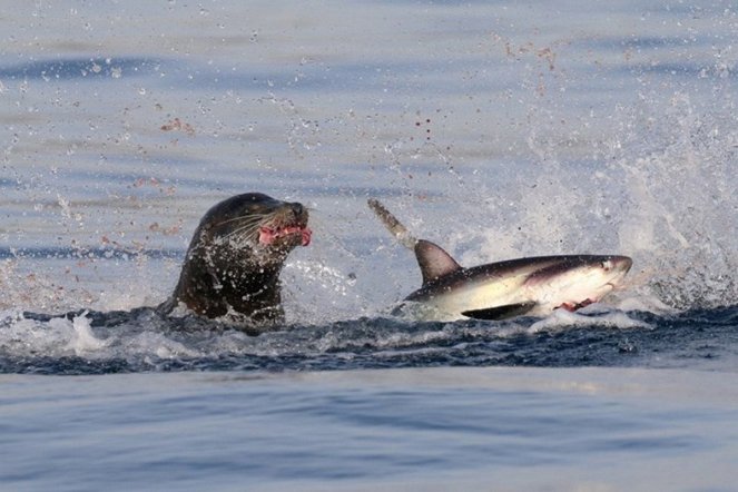 Shark Vs Predator - Photos