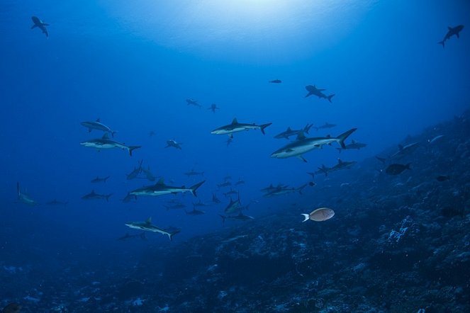 Shark Swarm - Photos