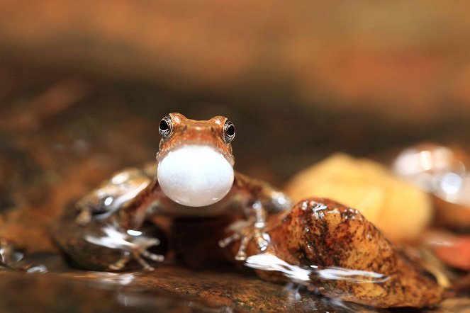 The Secret Life of Frogs - Filmfotos