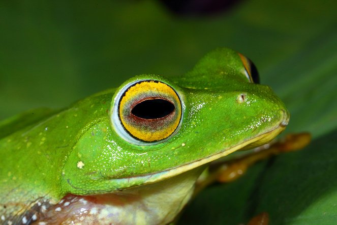 The Secret Life of Frogs - Photos