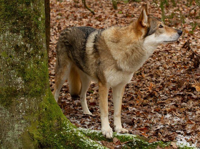 SOKO Stuttgart - Season 11 - Böser Wolf - Filmfotos