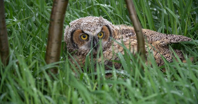 The Secret Life of Owls - Photos
