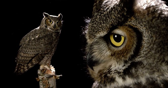 The Secret Life of Owls - Do filme