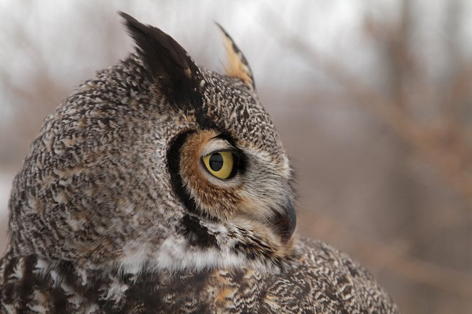 The Secret Life of Owls - Filmfotos