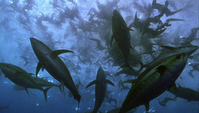 Thunfische - Jäger der Meere - Z filmu