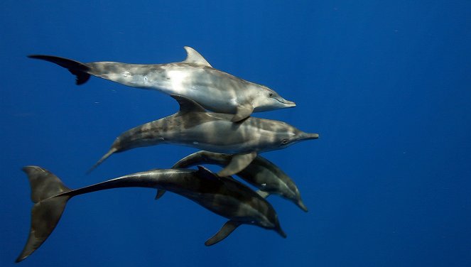 Thunfische - Jäger der Meere - Photos