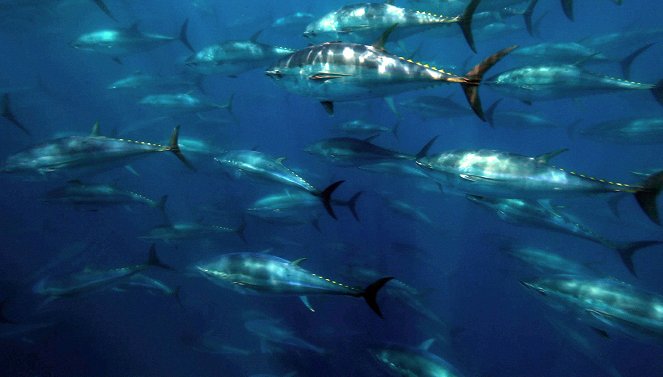 Thunfische - Jäger der Meere - Photos