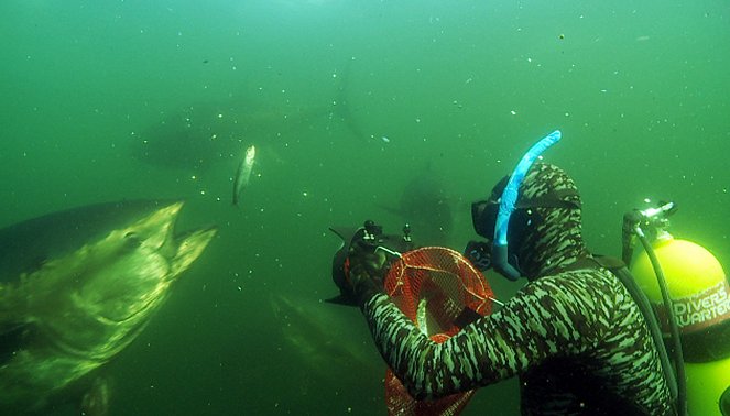 Thunfische - Jäger der Meere - Filmfotók