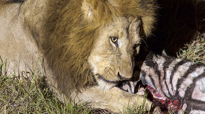 Afrika éjjeli vadászai - Filmfotók