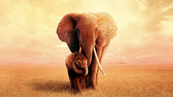 Die Elefantenmutter - Werbefoto