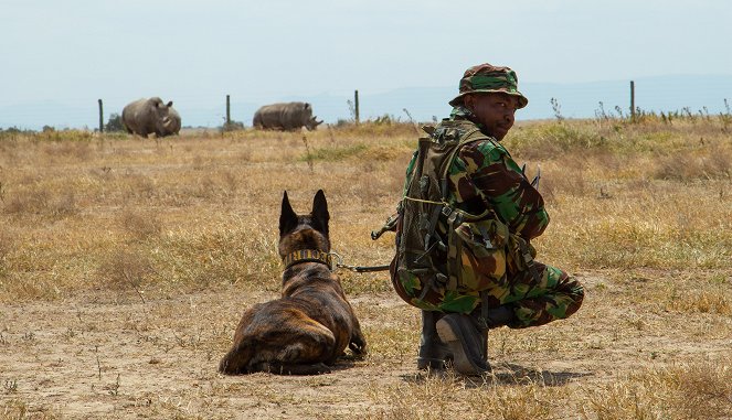 Dogs with Extraordinary Jobs - The Protectors - Photos